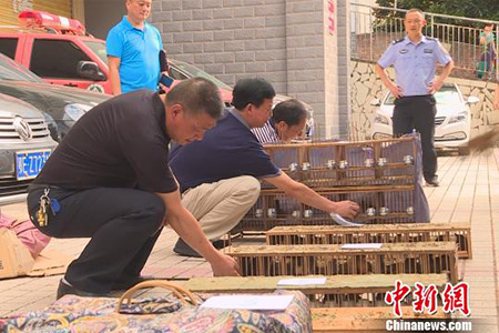 非法狩獵屬于什么犯罪？(圖1)