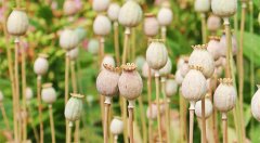 毒品犯罪的罪名和行為有哪些？