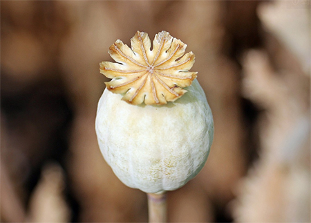 販毒多少克會(huì)被判刑？(圖1)