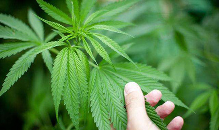 種植毒品多少株為犯罪？(圖1)